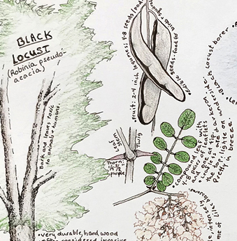 Nature Journal, Black Locust, by Robin Atkins, bead artist